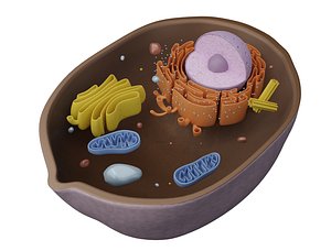 Animal Cell