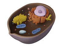 Animal Cell