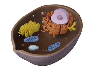 Animal Cell