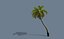 coconut palm tree looped model