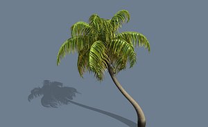 Loop Wind Coconut palm tree