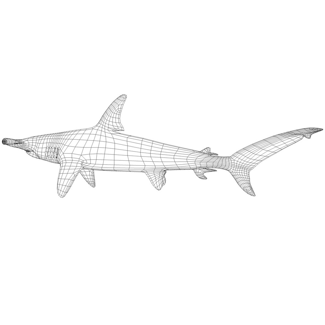 Female Smooth Hammerhead Shark 3d Model