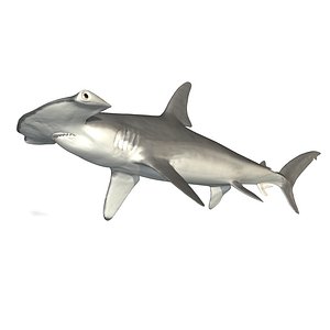 female smooth hammerhead shark 3d model