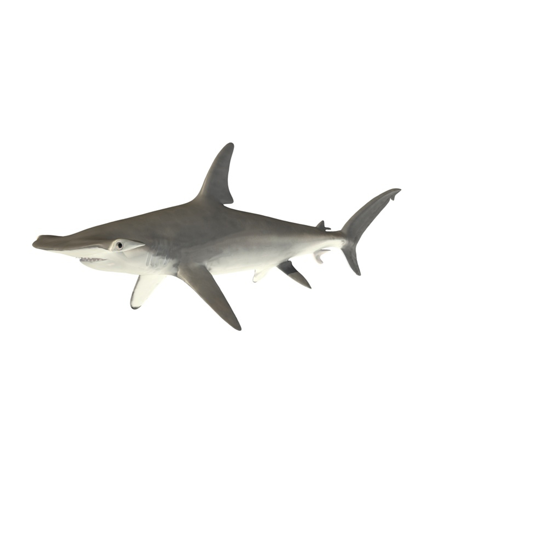 Smooth Hammerhead Shark - Blender Market