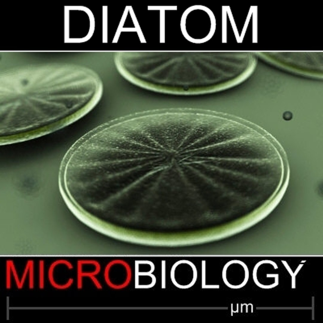 diatom 3d model https://p.turbosquid.com/ts-thumb/uC/iP6YuB/StagbhEB/diatom/jpg/1253810365/1920x1080/fit_q87/348b0071615cd81931604d67cbe07e47568ed428/diatom.jpg