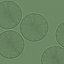 diatom