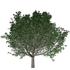 3D Bradford Callery Pear Tree - 04 - model