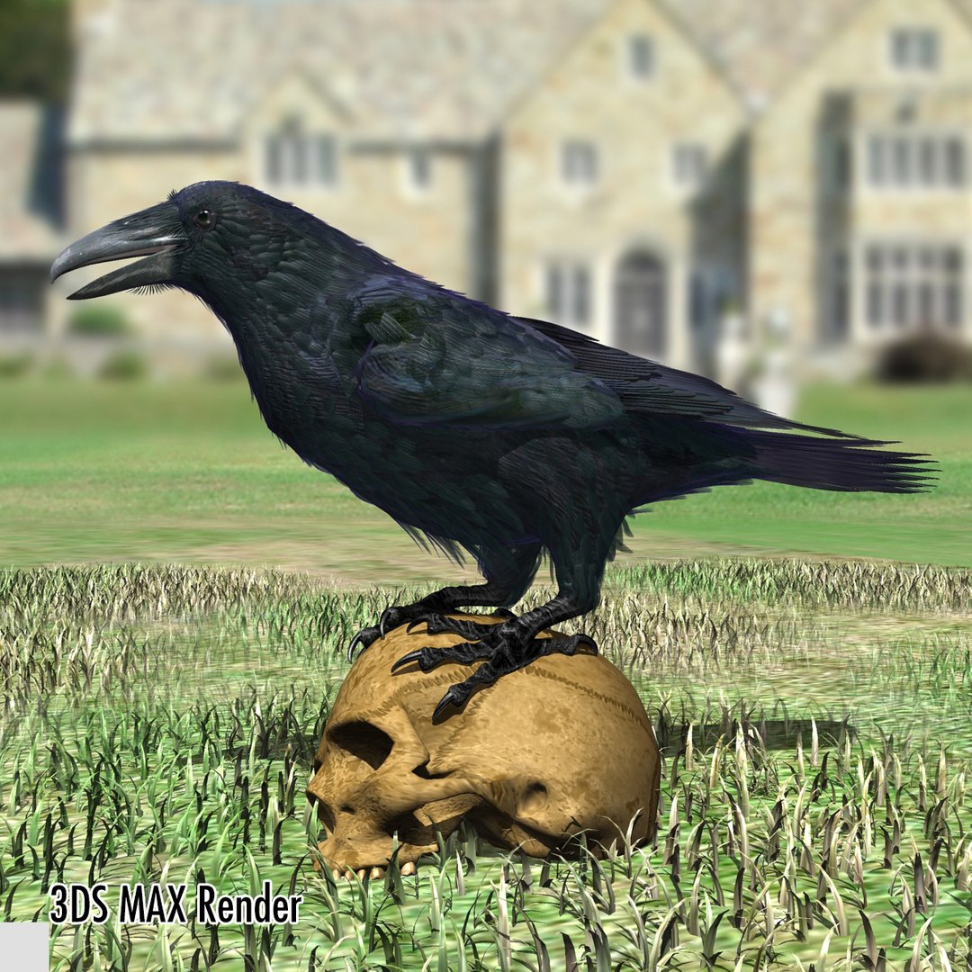 3d common raven https://p.turbosquid.com/ts-thumb/uC/vYKnm7/5xLj4GD1/ravenmax03/jpg/1361326179/1920x1080/fit_q87/92225bed4a888cf1a04c15e11a437f1753e1aefe/ravenmax03.jpg