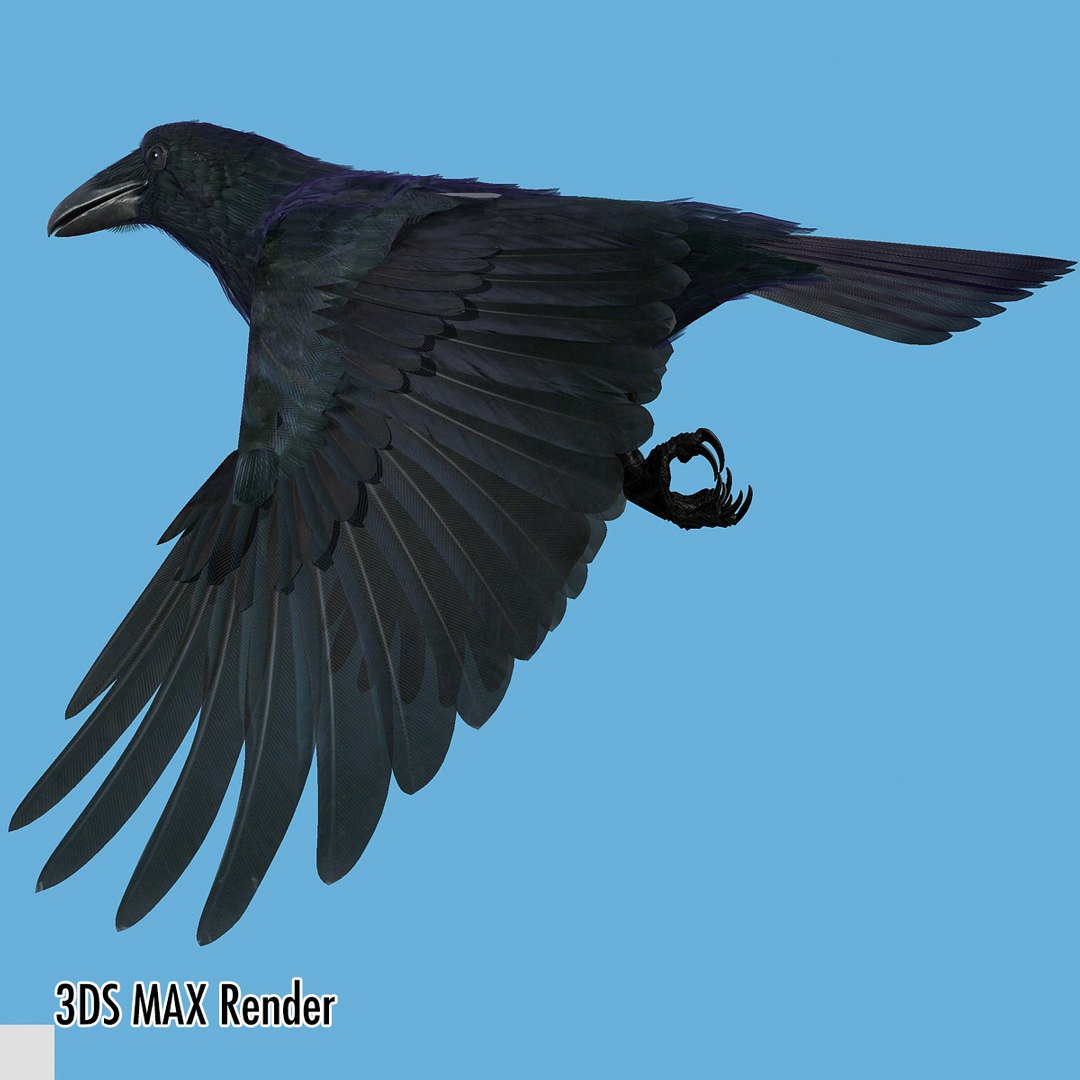 3d common raven https://p.turbosquid.com/ts-thumb/uC/vYKnm7/7JqR49tc/ravenmax11/jpg/1361326179/1920x1080/fit_q87/038076656b7809fa6abff4ed149a9511b7abe600/ravenmax11.jpg