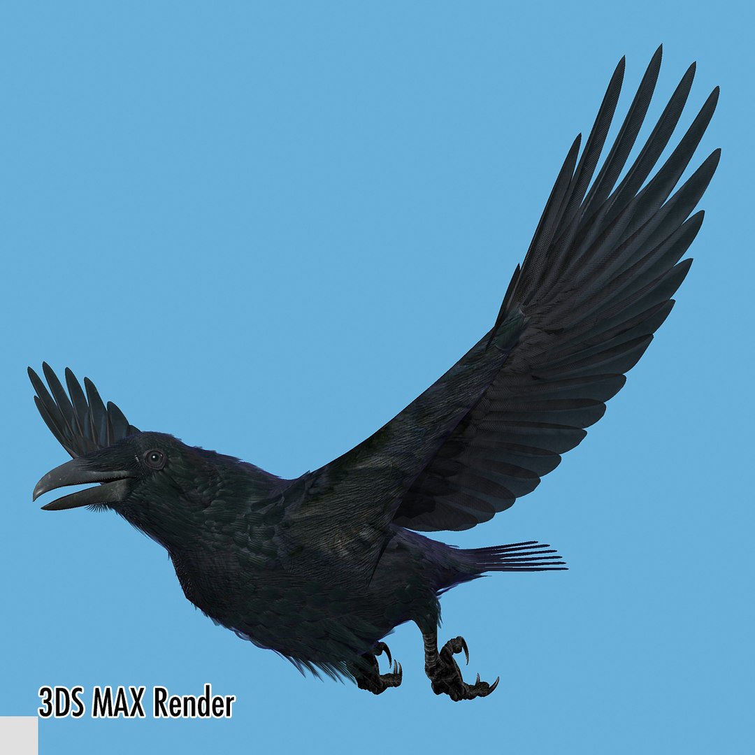 3d common raven https://p.turbosquid.com/ts-thumb/uC/vYKnm7/9kMqCnzV/ravenmax13/jpg/1361326179/1920x1080/fit_q87/dfe727b2a273a0785e4c3e049a1c789e1bff74db/ravenmax13.jpg