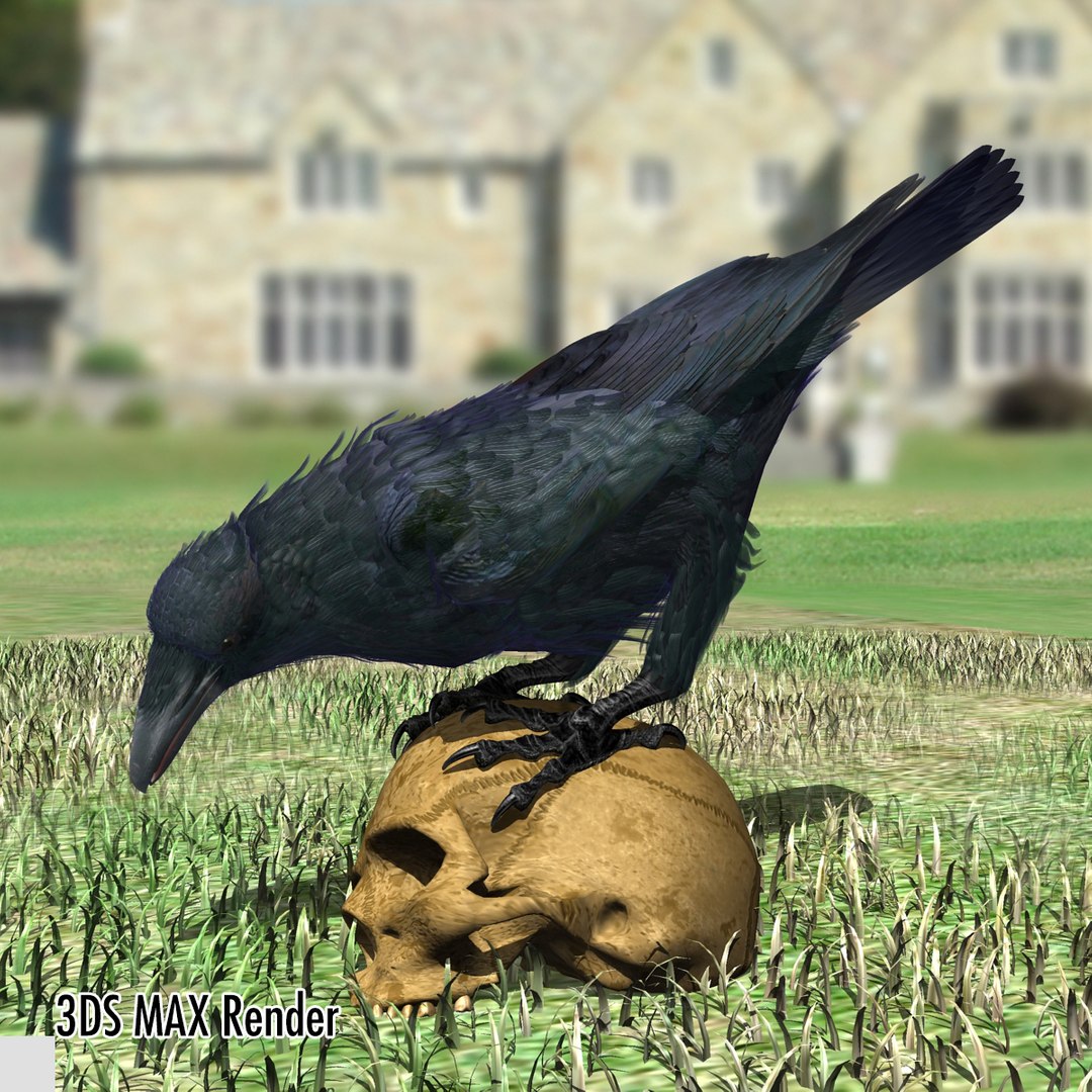 3d common raven https://p.turbosquid.com/ts-thumb/uC/vYKnm7/BQFvm4Lc/ravenmax04/jpg/1361326179/1920x1080/fit_q87/7ac7cc9d125945f303ba2e7f5529cd1d9b46e512/ravenmax04.jpg