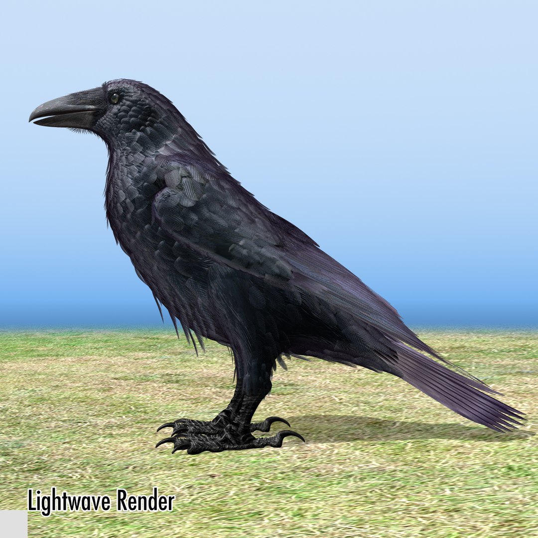 3d common raven https://p.turbosquid.com/ts-thumb/uC/vYKnm7/IgUp3JUd/ravenlw01/jpg/1361326114/1920x1080/fit_q87/19286272ad3ea9e0c65fdae541d7b385a598da1e/ravenlw01.jpg