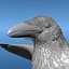 3d Common Raven