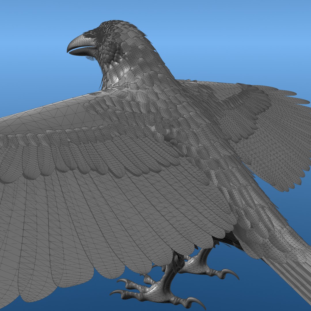 3d common raven https://p.turbosquid.com/ts-thumb/uC/vYKnm7/TTcC6LRq/ravenwireframe10/jpg/1361326284/1920x1080/fit_q87/b6ce618b9e9a4566277fc0f95e10c1da548d68c5/ravenwireframe10.jpg