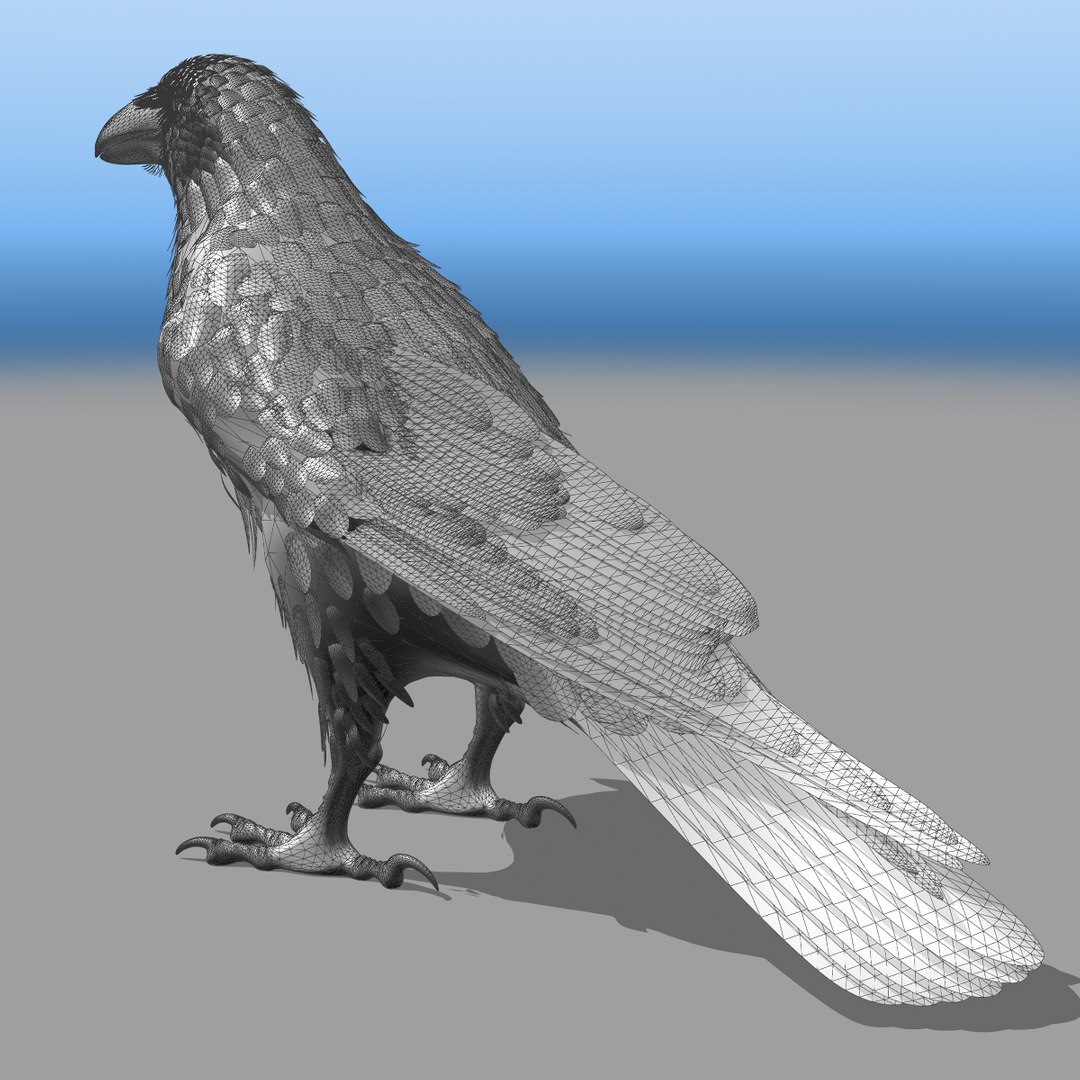 3d common raven https://p.turbosquid.com/ts-thumb/uC/vYKnm7/Y5Sp5ojd/ravenwireframe03/jpg/1361326284/1920x1080/fit_q87/e6cf4090ed44341bf5ecc6de95cb3e741115d0b1/ravenwireframe03.jpg