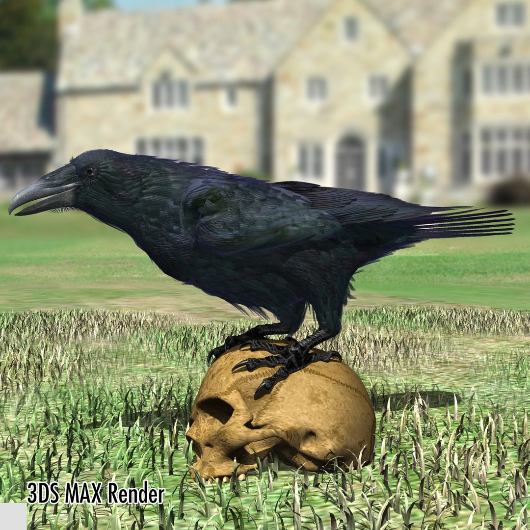 3d common raven https://p.turbosquid.com/ts-thumb/uC/vYKnm7/c0ttPX8K/ravenmax07/jpg/1361326179/1920x1080/fit_q87/0eff4f226455ad45813ee94dbc48f06a6ef18123/ravenmax07.jpg