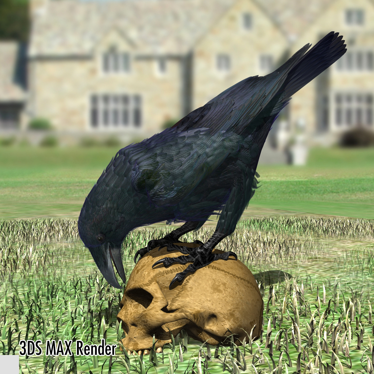 3d common raven