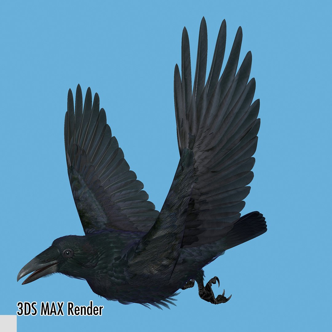 3d common raven https://p.turbosquid.com/ts-thumb/uC/vYKnm7/cVUbLbds/ravenmax14/jpg/1361326179/1920x1080/fit_q87/3af5ff0cb0dc4b8b48deb2116b3cc9857a16a2cf/ravenmax14.jpg