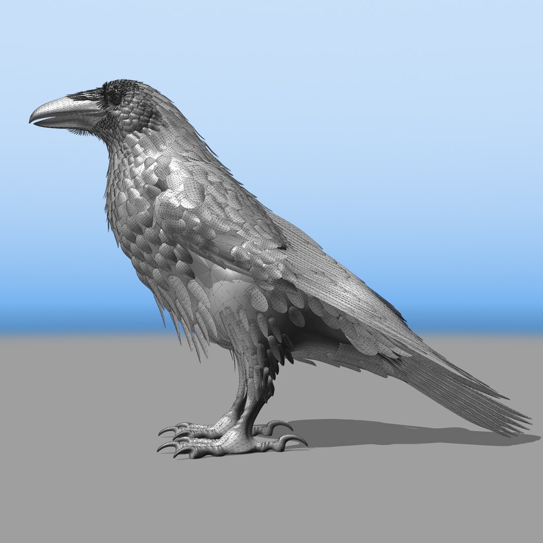 3d common raven https://p.turbosquid.com/ts-thumb/uC/vYKnm7/cvXfK36L/ravenwireframe01/jpg/1361326284/1920x1080/fit_q87/064e5756a80a98647bcc08adf0a22649612e9170/ravenwireframe01.jpg