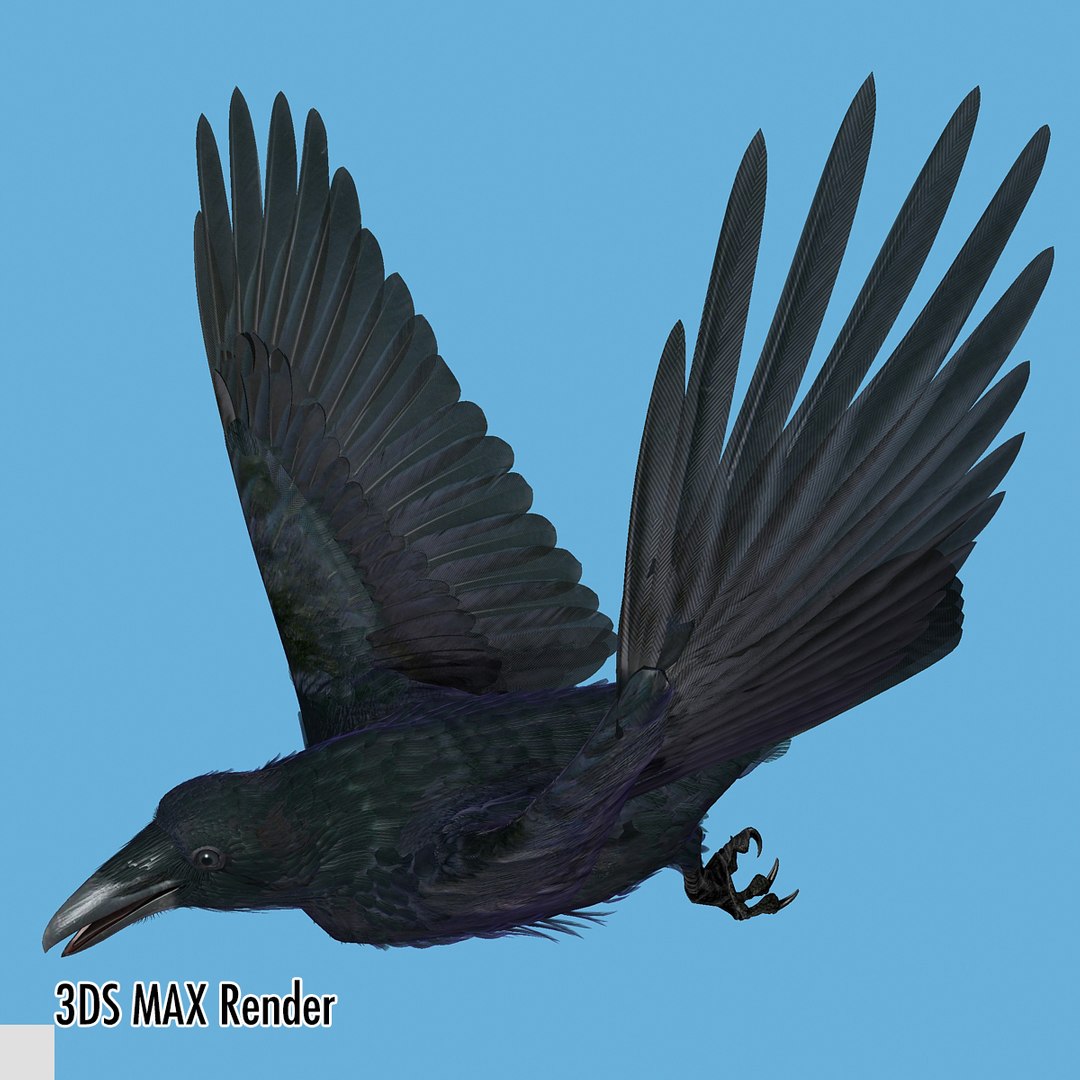 3d common raven https://p.turbosquid.com/ts-thumb/uC/vYKnm7/h8PVwQaU/ravenmax15/jpg/1361326179/1920x1080/fit_q87/5101f884ca2932f4395864ebd563de12059a02b7/ravenmax15.jpg