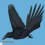 3d Common Raven