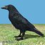 3d Common Raven