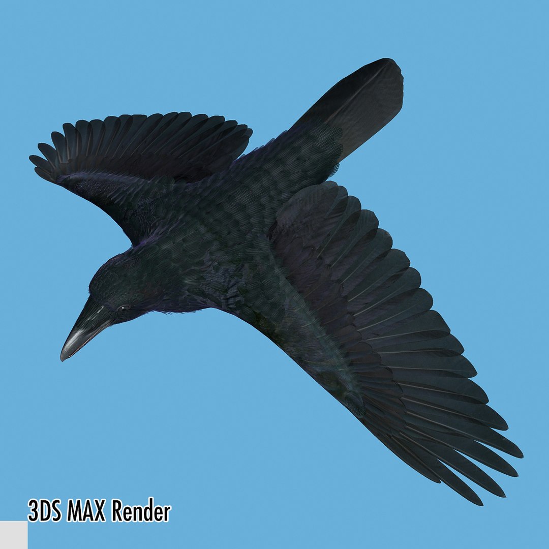 3d common raven https://p.turbosquid.com/ts-thumb/uC/vYKnm7/qAO5X0nm/ravenmax12/jpg/1361326179/1920x1080/fit_q87/715178c1fcd3f56ca720e4793ce122d327d1f15e/ravenmax12.jpg