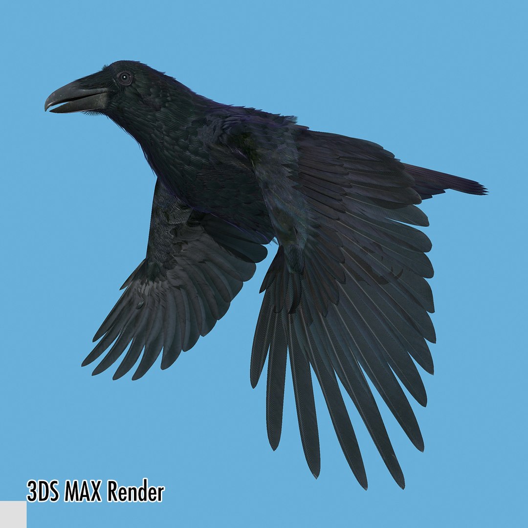 3d common raven https://p.turbosquid.com/ts-thumb/uC/vYKnm7/t4k9Ui05/ravenmax10/jpg/1361326179/1920x1080/fit_q87/e85f37a0f023640b7f7f807855913932d931ffb9/ravenmax10.jpg