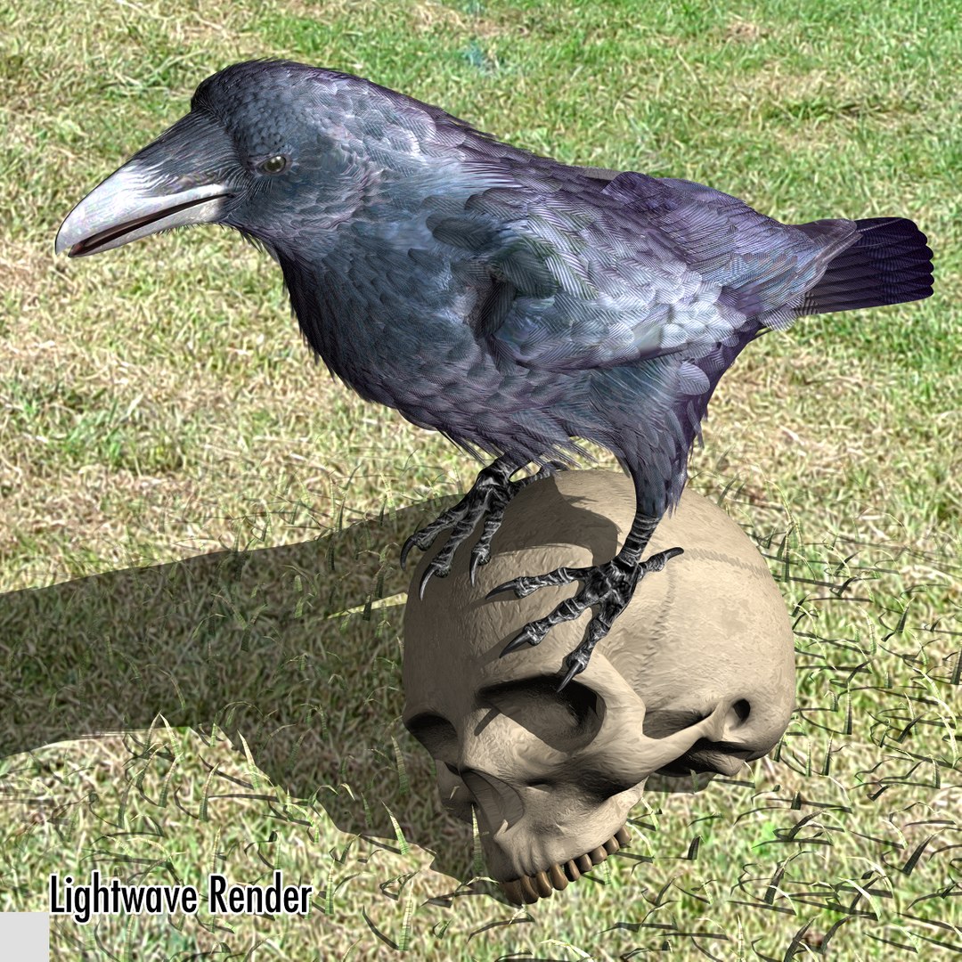 3d common raven https://p.turbosquid.com/ts-thumb/uC/vYKnm7/u4bYg9Q6/ravenlw07/jpg/1361326114/1920x1080/fit_q87/abba361ae85c7fe755644b981ad262a725062c20/ravenlw07.jpg
