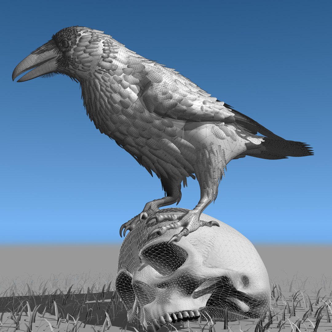 3d common raven https://p.turbosquid.com/ts-thumb/uC/vYKnm7/yrNo3V7S/ravenwireframe07/jpg/1361326284/1920x1080/fit_q87/ebad4271af9c7c7543224acdaa4de2c7495b8354/ravenwireframe07.jpg