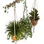 Indoor Plants Set 01-Hanging Plants with macrame