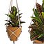 Indoor Plants Set 01-Hanging Plants with macrame