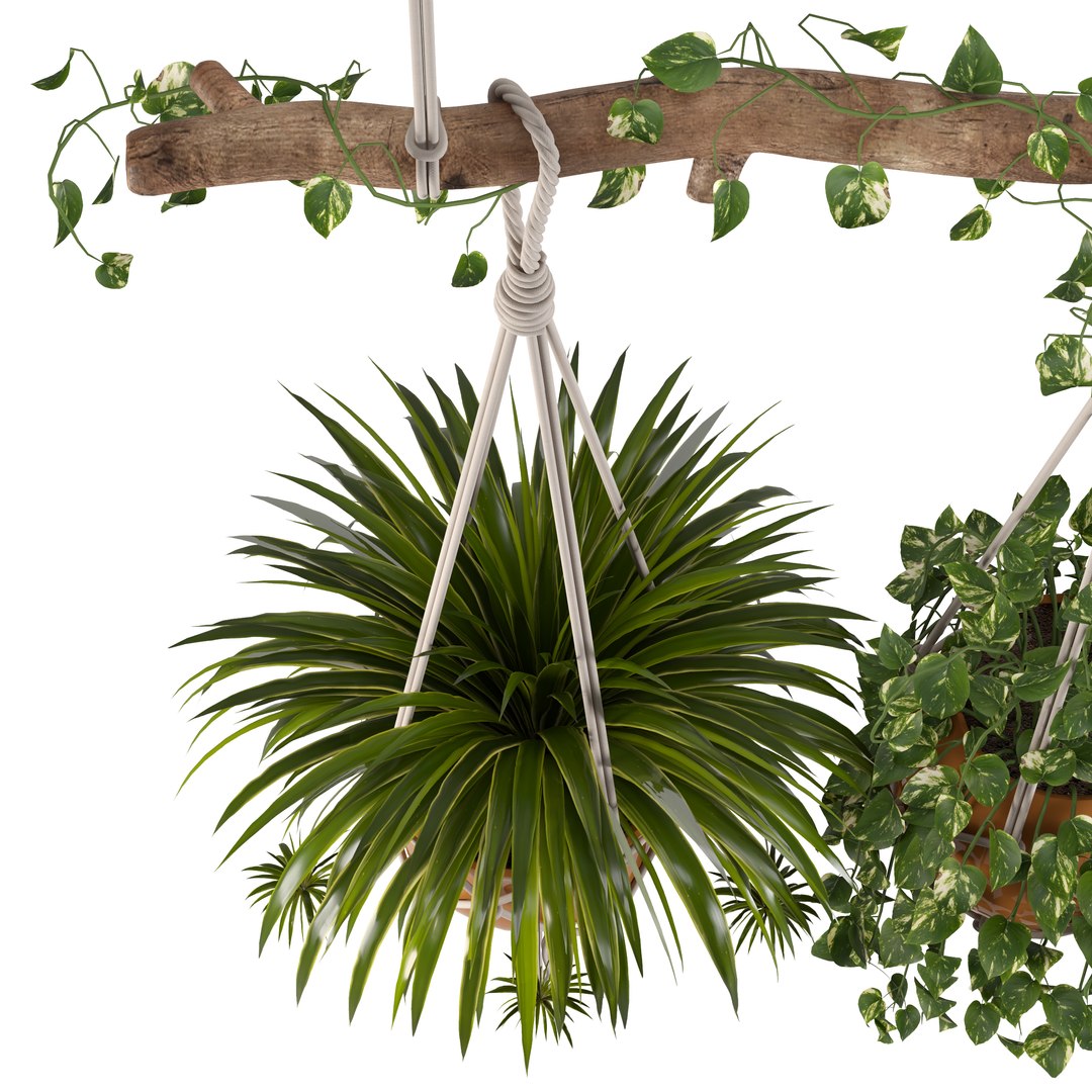 Indoor Plants Set 01-Hanging Plants with macrame 3D model https://p.turbosquid.com/ts-thumb/uD/4lxZsY/Kj/16/jpg/1663161277/1920x1080/fit_q87/5b02217cf6af889e30eaa4998fae58ddfce90809/16.jpg