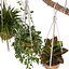Indoor Plants Set 01-Hanging Plants with macrame