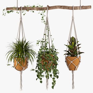 Indoor Plants Set 01-Hanging Plants with macrame 3D model