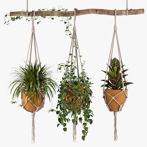 Indoor Plants Set 01-Hanging Plants with macrame
