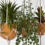Indoor Plants Set 01-Hanging Plants with macrame