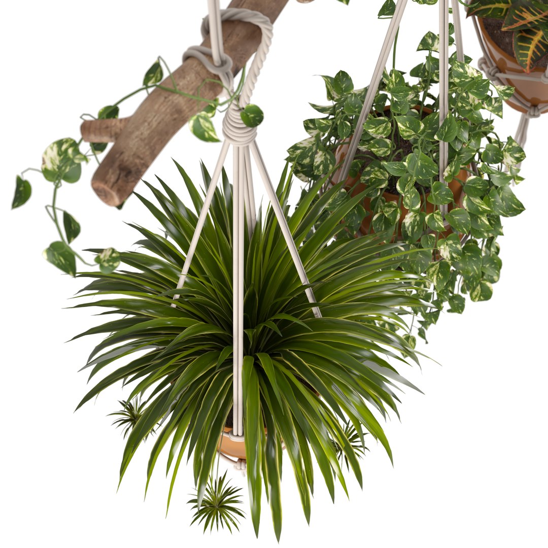 Indoor Plants Set 01-Hanging Plants with macrame 3D model https://p.turbosquid.com/ts-thumb/uD/4lxZsY/tA/02/jpg/1663161275/1920x1080/fit_q87/f60b1fe4341cc20777df50e5ea0bc8f709a3110f/02.jpg