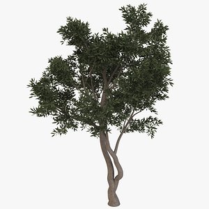 Tree Fruitless Olive