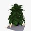 Planta de Pothos