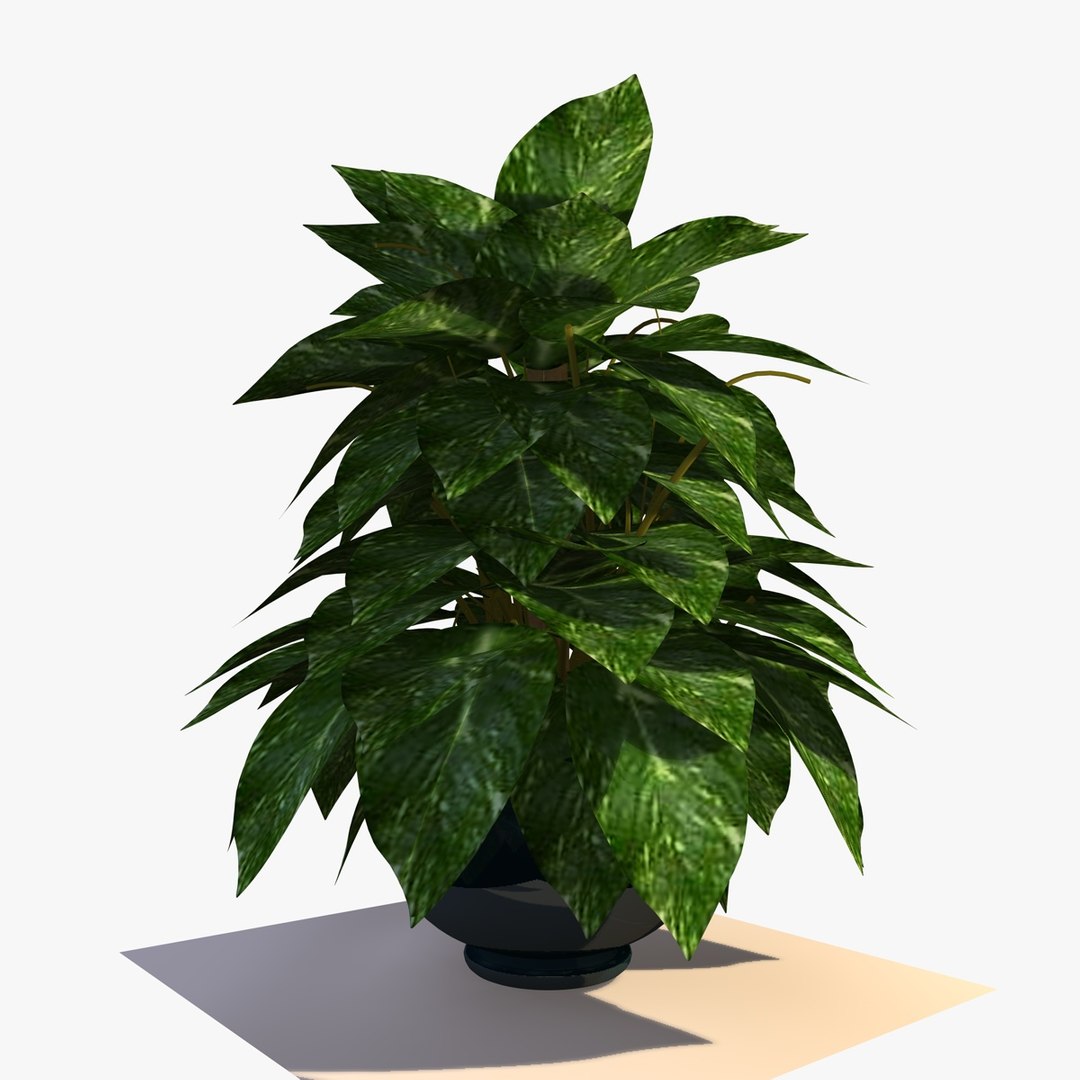 maya pothos house plant https://p.turbosquid.com/ts-thumb/uD/BDXqZl/RT71QOoh/pathosplant6/jpg/1359664412/1920x1080/fit_q87/b0378282e6596af7e57e6581fca6ae883f6b1ee4/pathosplant6.jpg