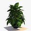 Planta de Pothos