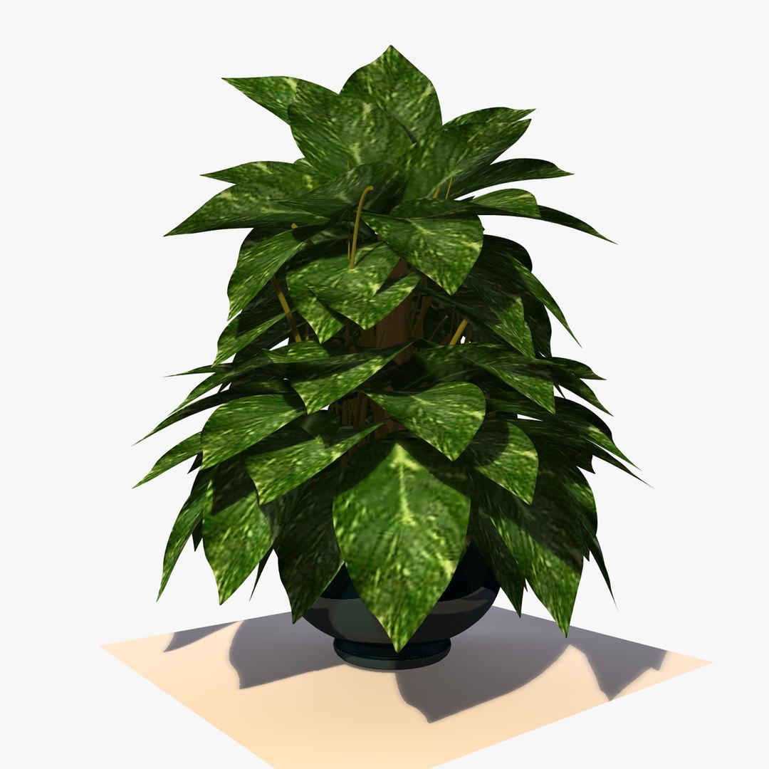 maya pothos house plant https://p.turbosquid.com/ts-thumb/uD/BDXqZl/Z9RLBLkF/pathosplant5/jpg/1359664412/1920x1080/fit_q87/6503021f4f2a07e8e5b4323c089a762e6762cb72/pathosplant5.jpg