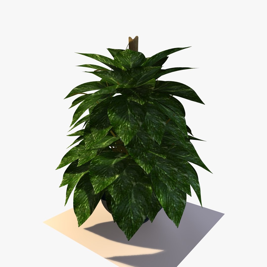 maya pothos house plant https://p.turbosquid.com/ts-thumb/uD/BDXqZl/a8JKbH8Z/pathosplant7/jpg/1359664412/1920x1080/fit_q87/5f56471eab2664501131e13f8f3200f723a2bb8b/pathosplant7.jpg