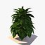 Planta de Pothos