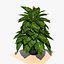 Planta de Pothos