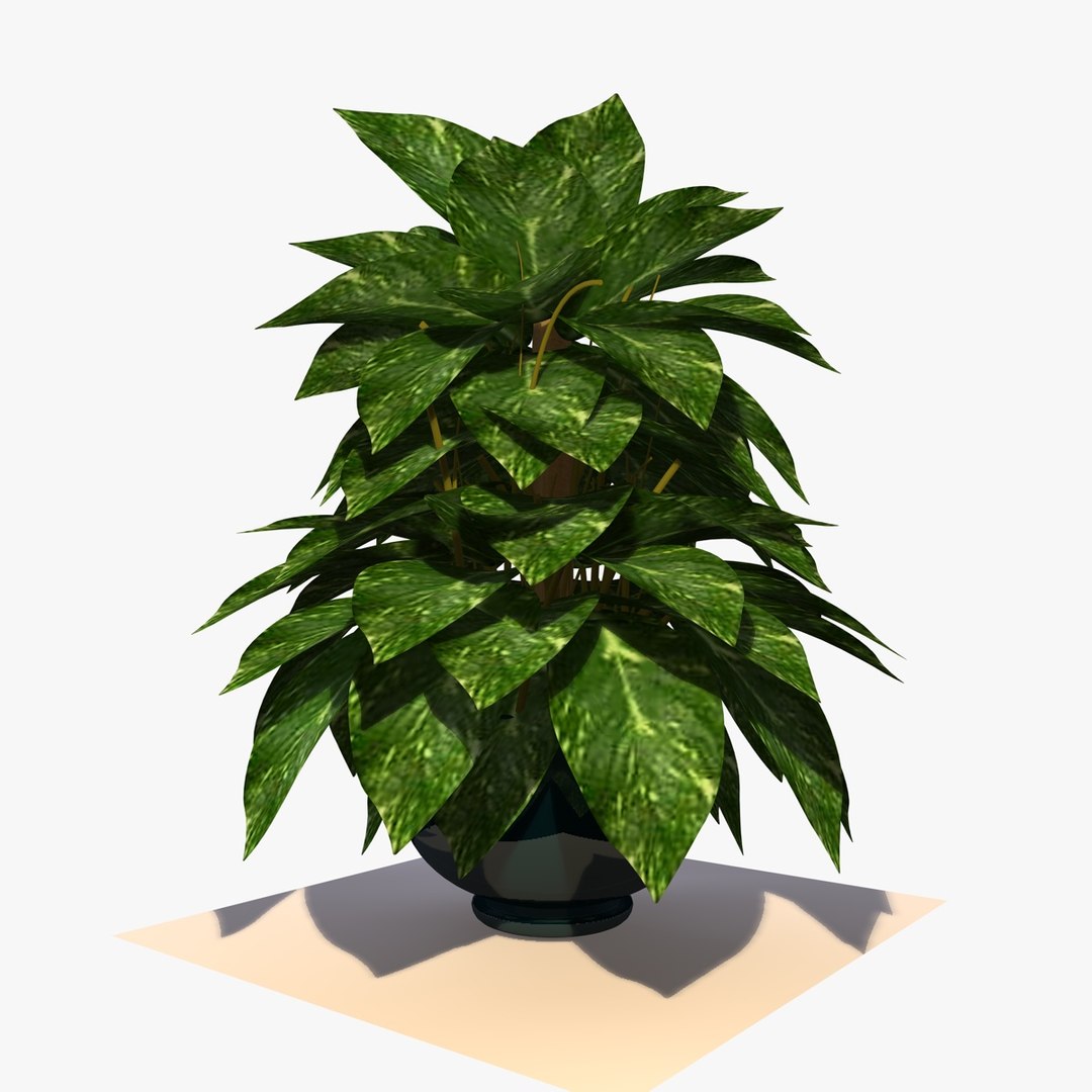 maya pothos house plant https://p.turbosquid.com/ts-thumb/uD/BDXqZl/n9qLxUea/pathosplant9/jpg/1359664412/1920x1080/fit_q87/24b2d4ed9e9f90379550a6ba82489eda4ed53ccc/pathosplant9.jpg