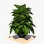Planta de Pothos