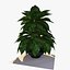 Planta de Pothos