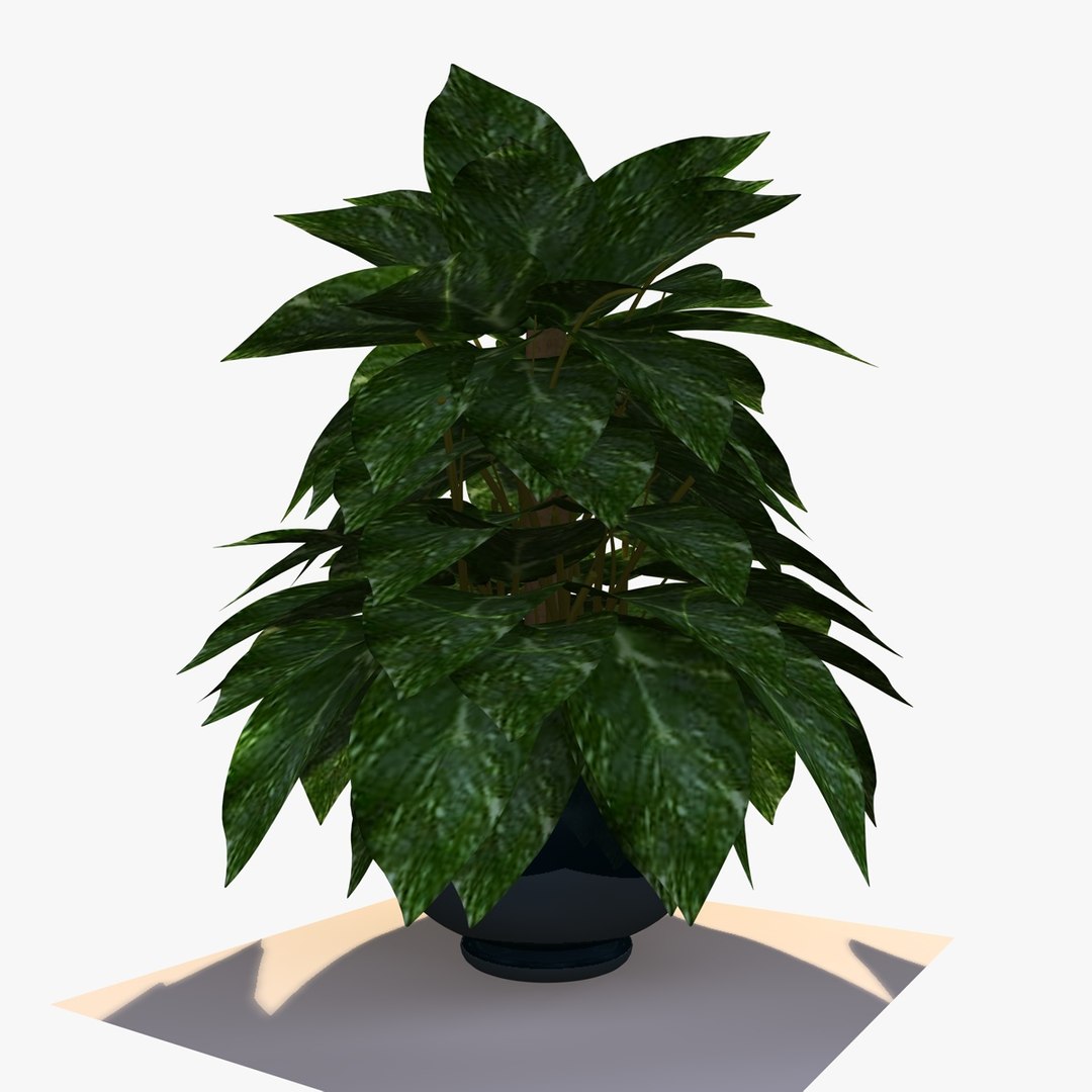 maya pothos house plant https://p.turbosquid.com/ts-thumb/uD/BDXqZl/u83Ae1z1/pathosplant8/jpg/1359664412/1920x1080/fit_q87/e1e8498bf4df6ff02b2f778925b70ae2252ed89b/pathosplant8.jpg